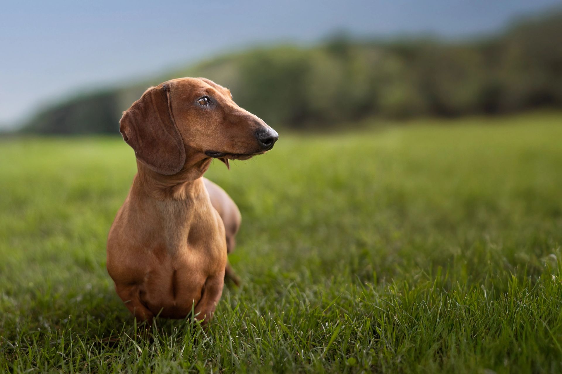 Spring and summer pet photography session outdoors